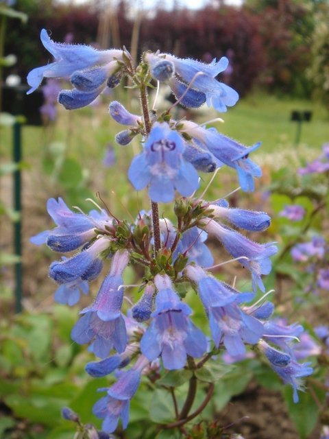 Penstemon ovatus